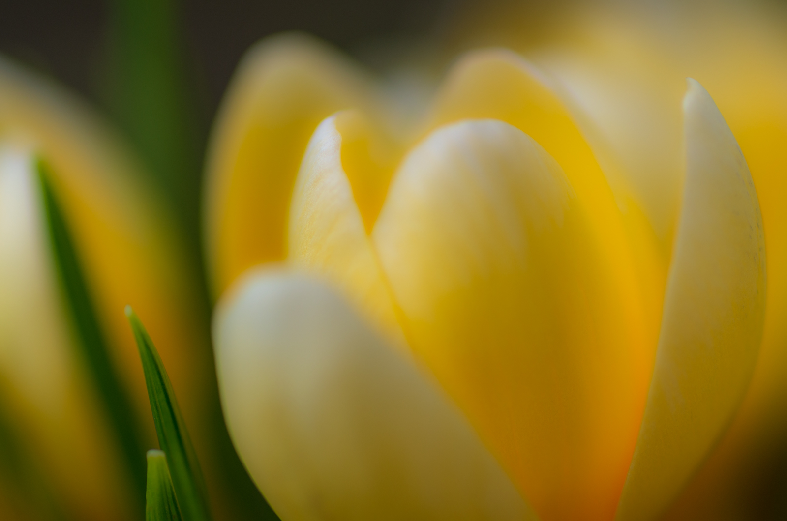 The Crocus Welcomes Spring.jpg