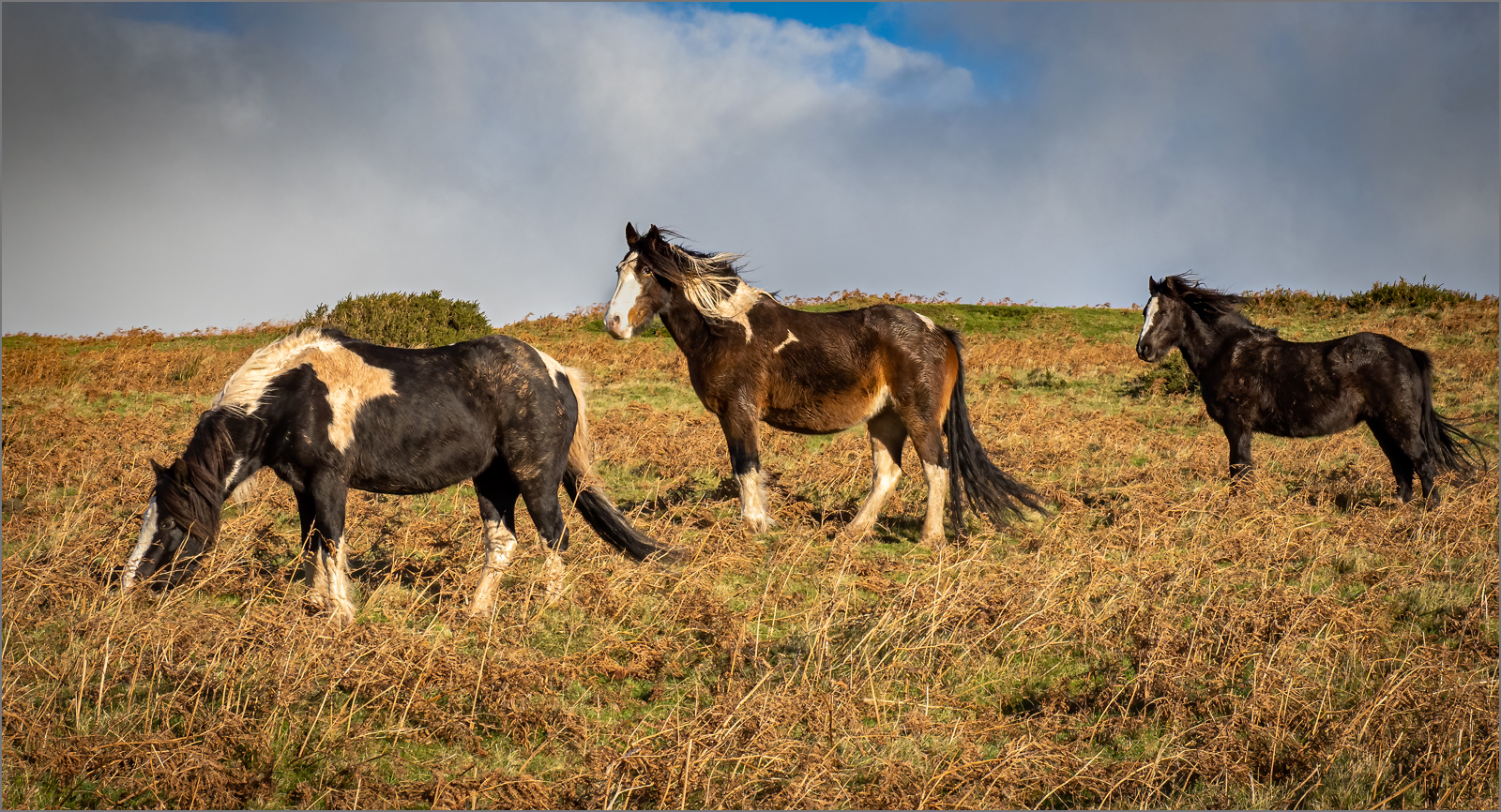 A walk with mountain ponies.jpg