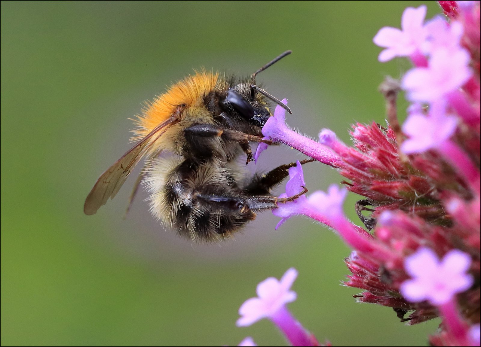 Bee in my garden.jpg