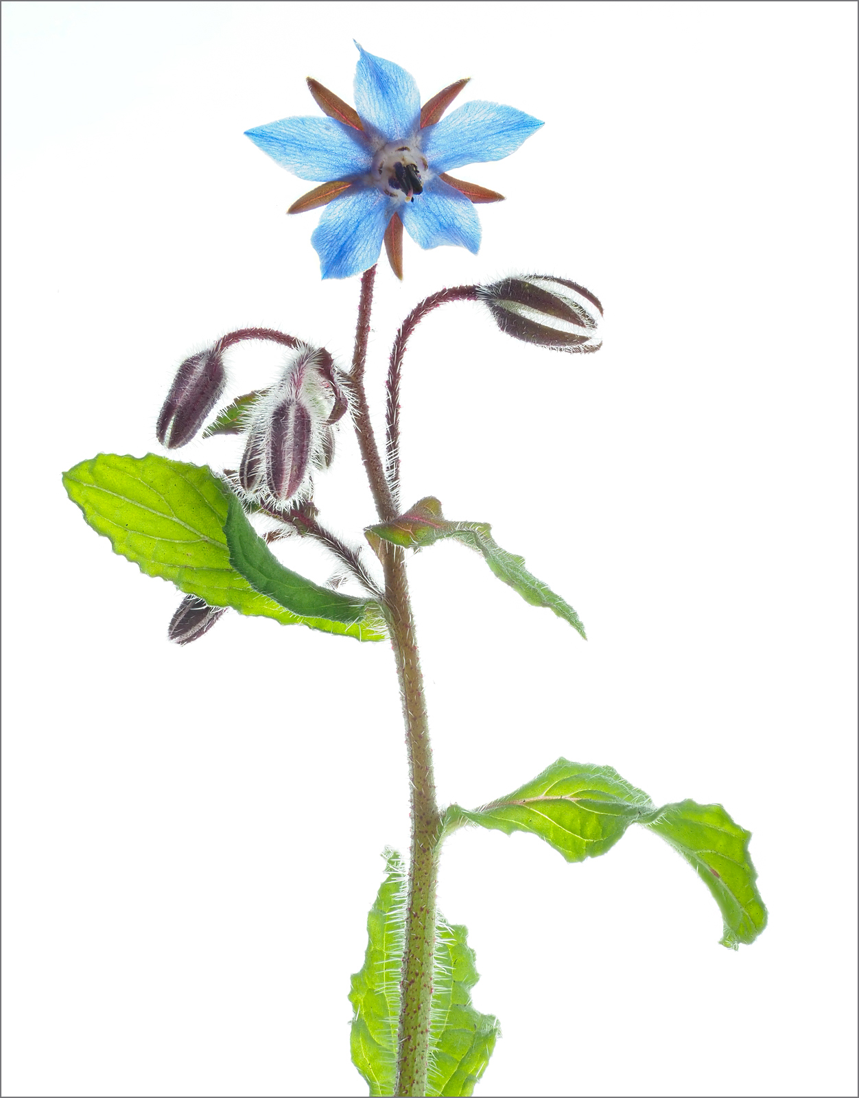 Borage.jpg