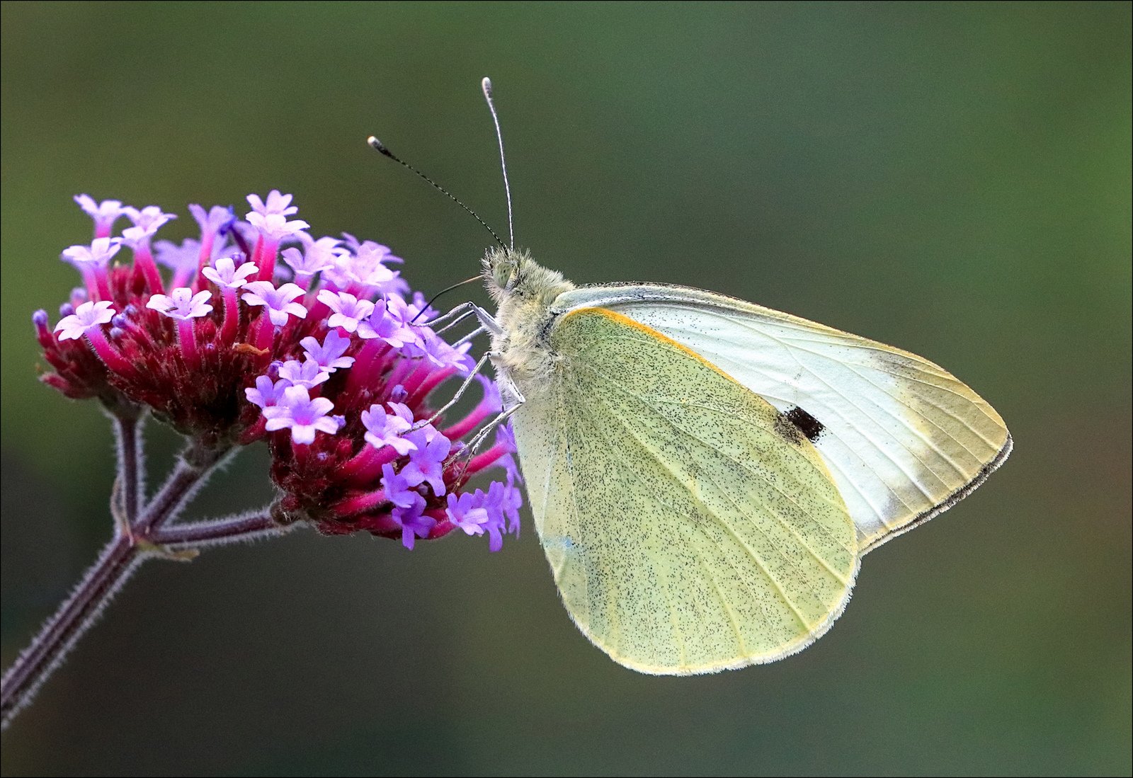 Butterfly in my garden.jpg