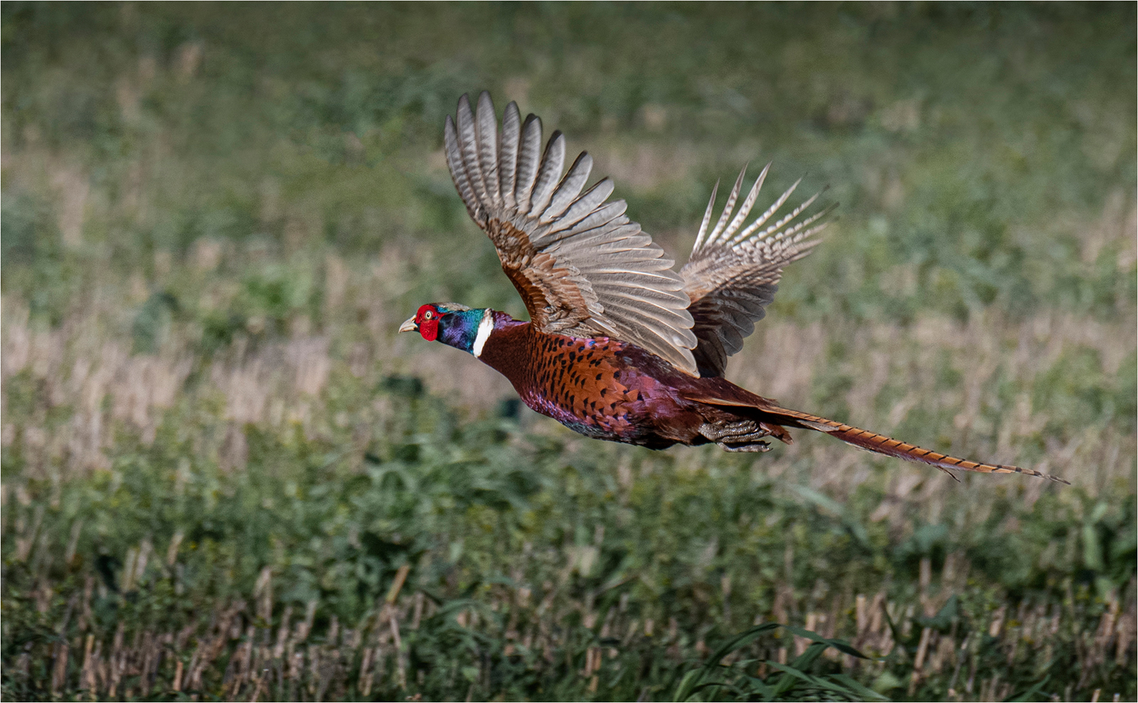 Cock Pheasant.jpg