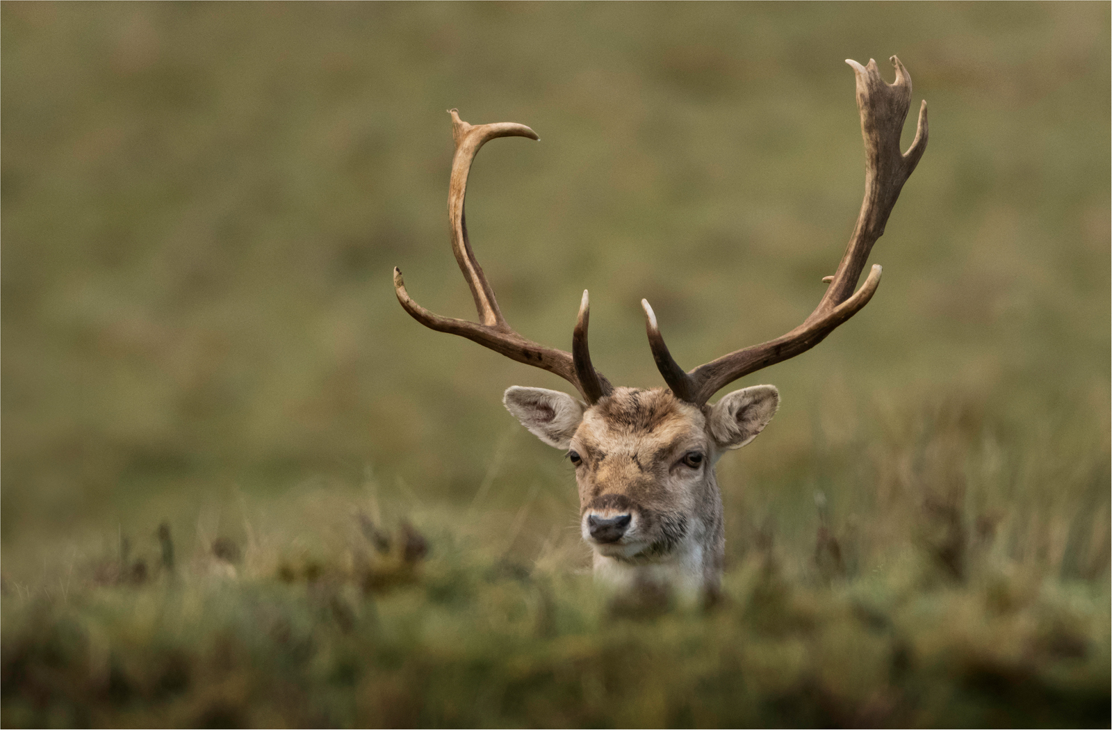 Fallow deer.jpg