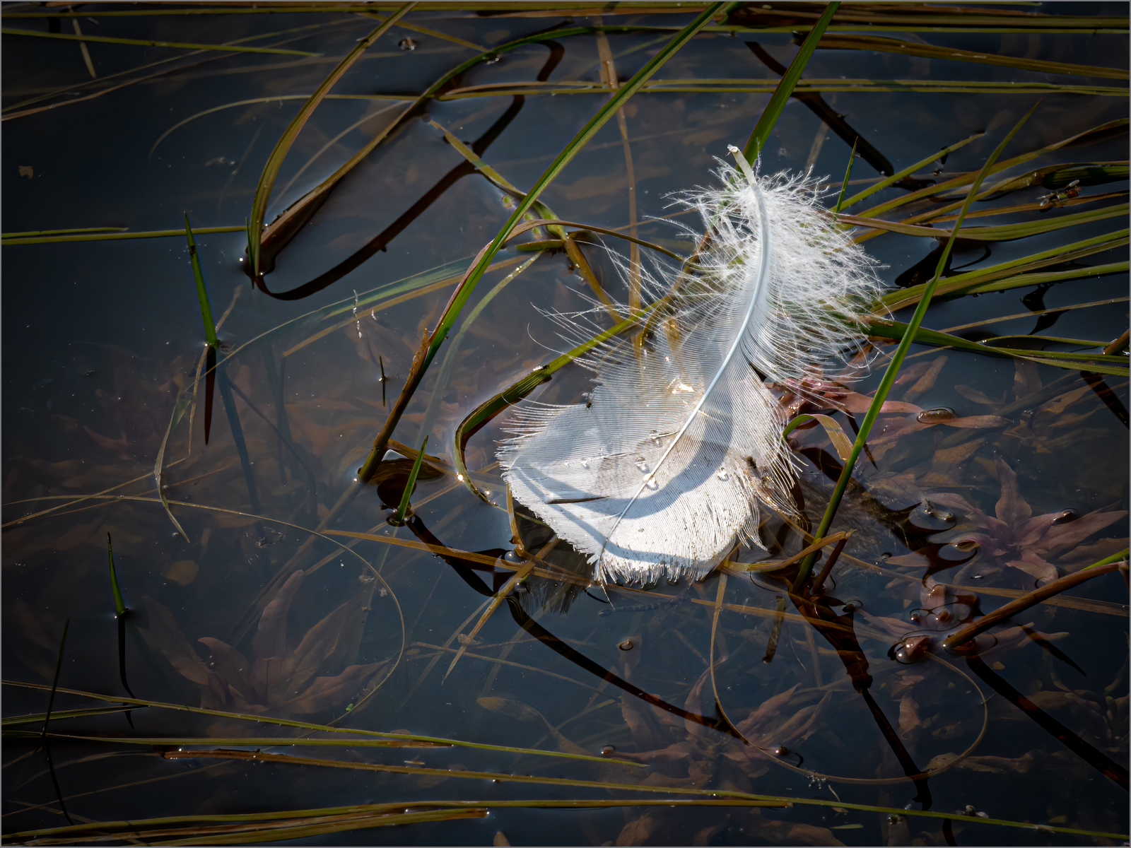 Swan Feather.jpg