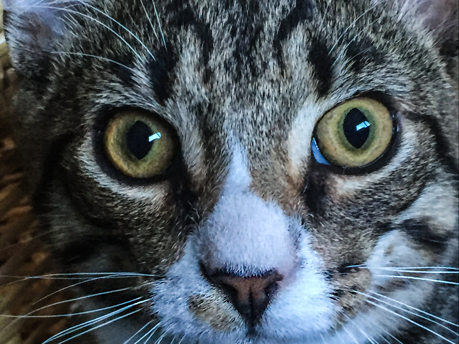 Tabby--cat.jpg