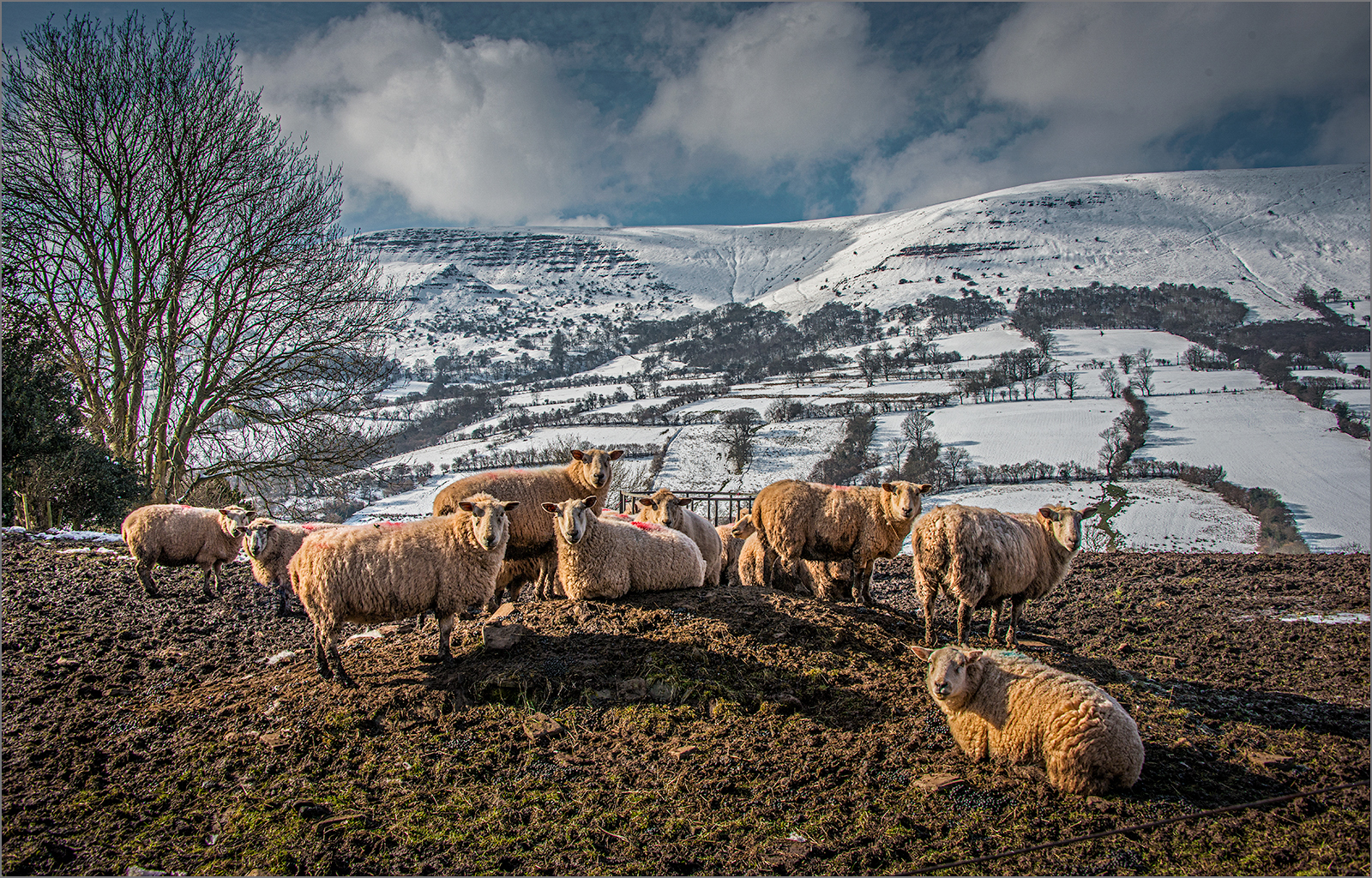 Black Mountains and Sheep.jpg