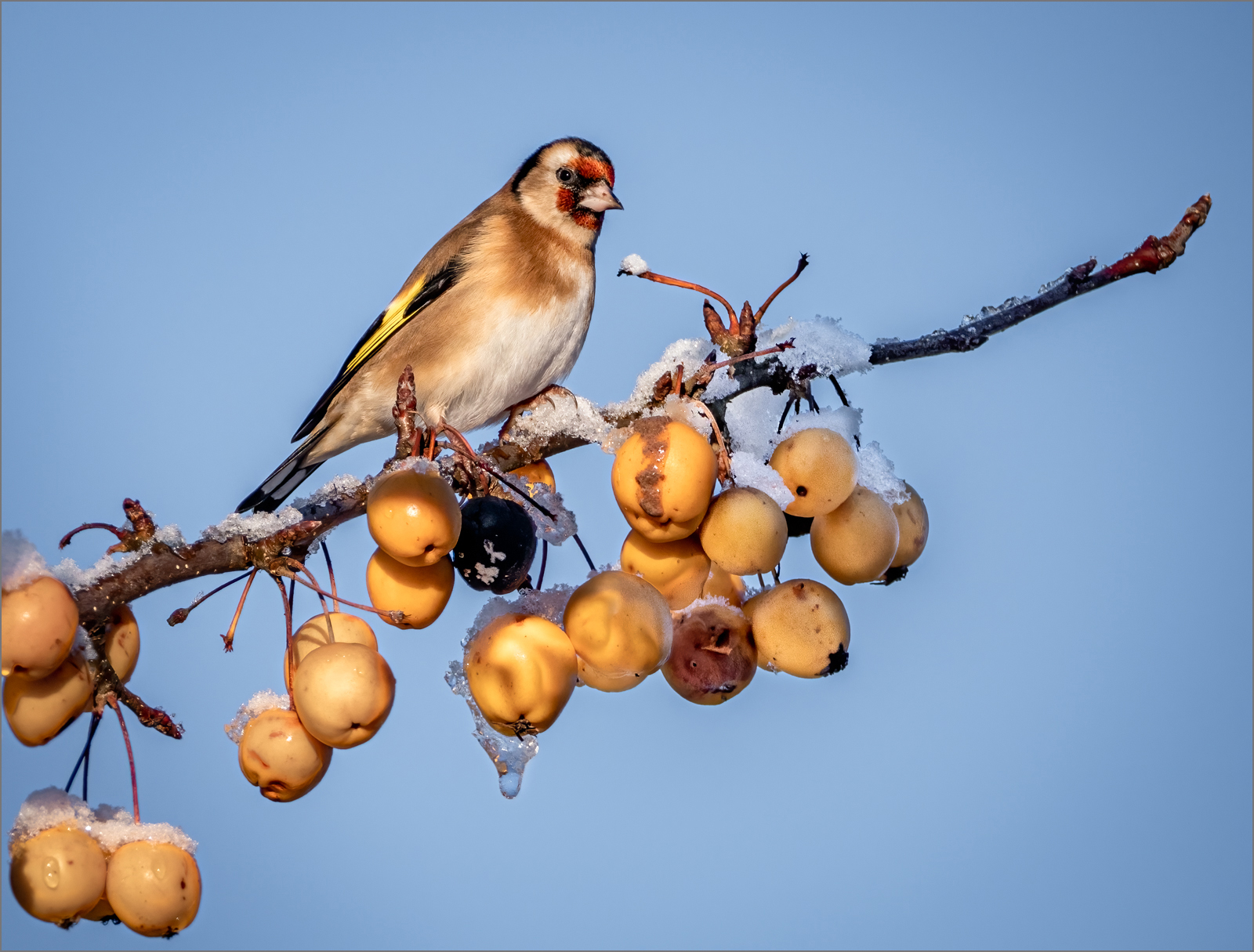 Goldfinch on Crabapple.jpg