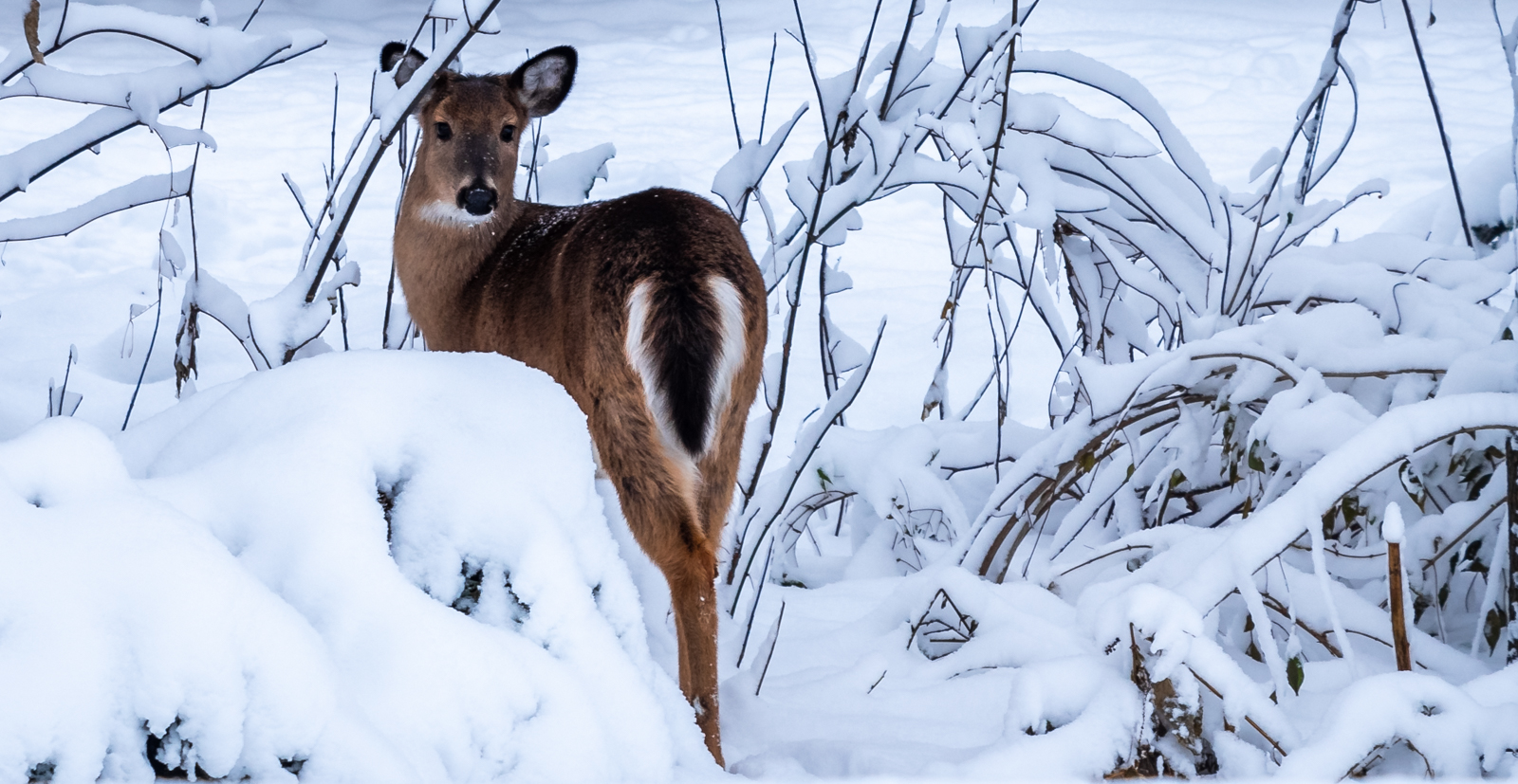 Winter Visitor.jpg