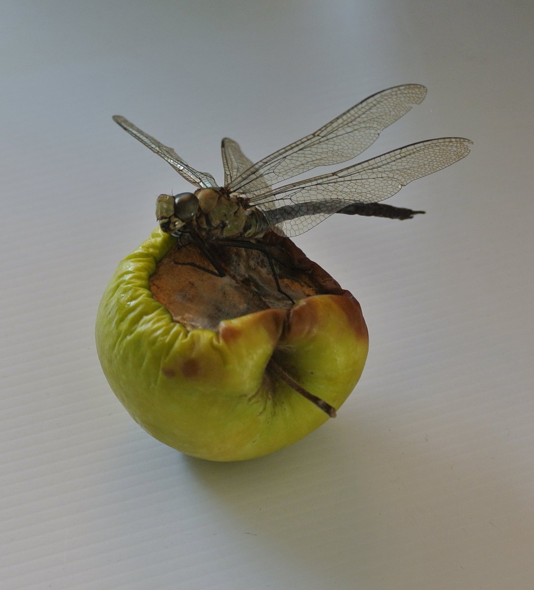 bad apple.JPG