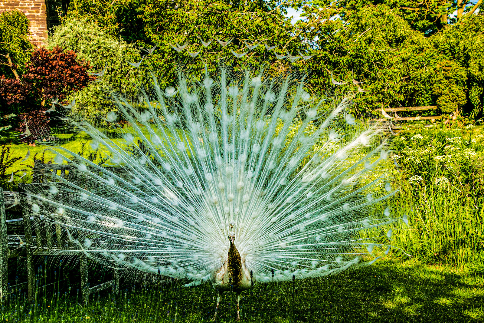 White-Peafowl.jpg