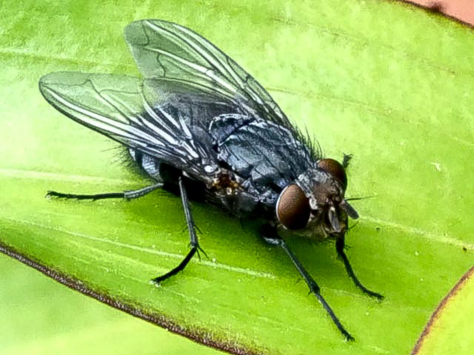 Common-House-fly.jpg