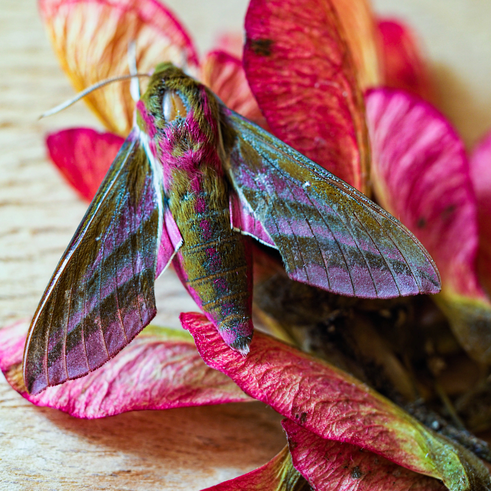 Elephant-Hawk-Moth.jpg