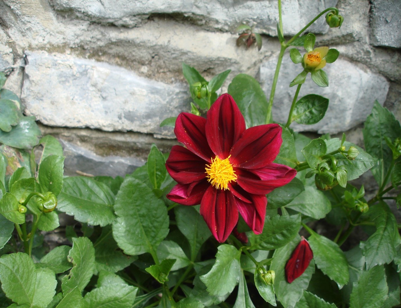 Red Clematis flower.jpg