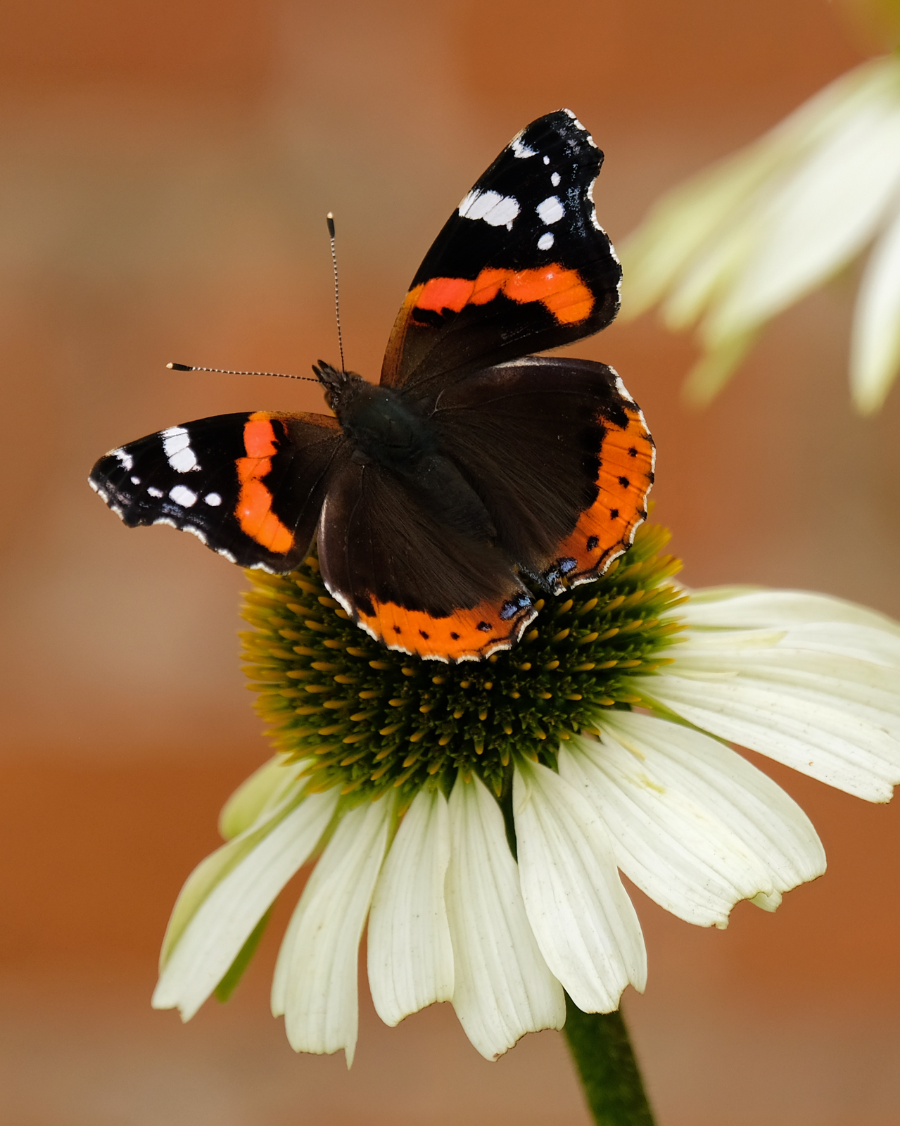 Red-Admiral.jpg