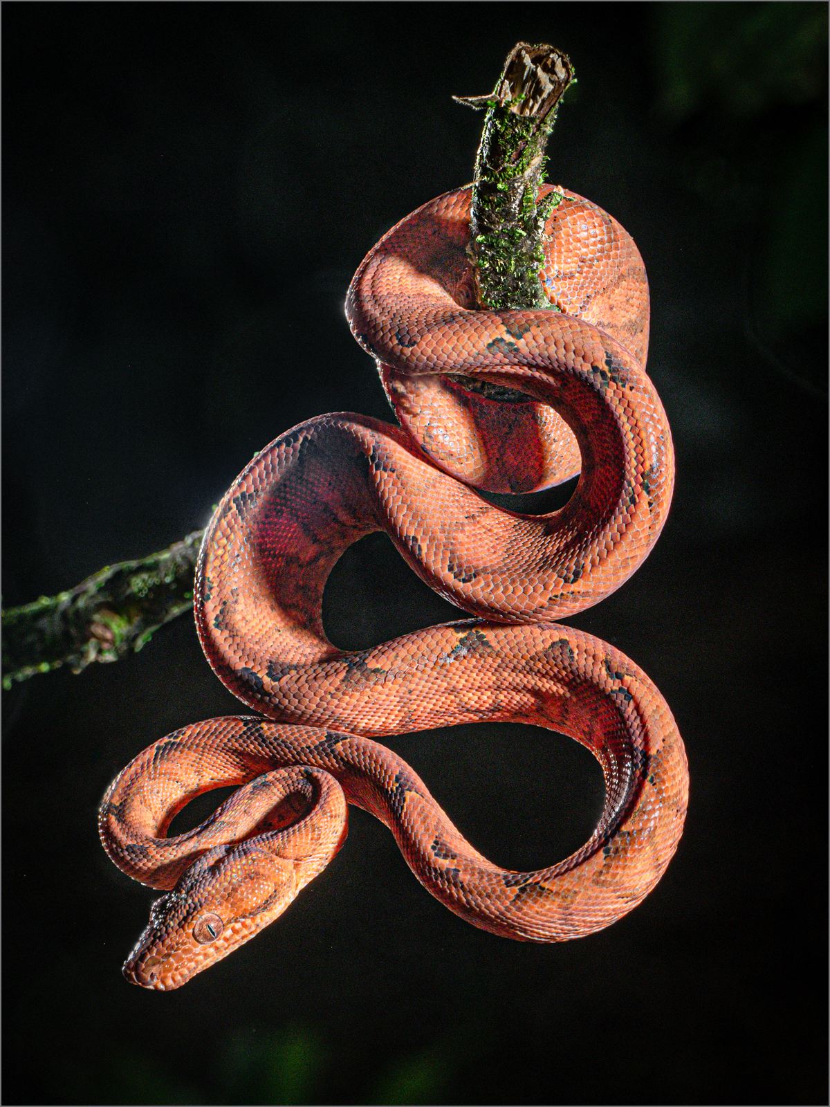 Annulated Tree Boa.jpg