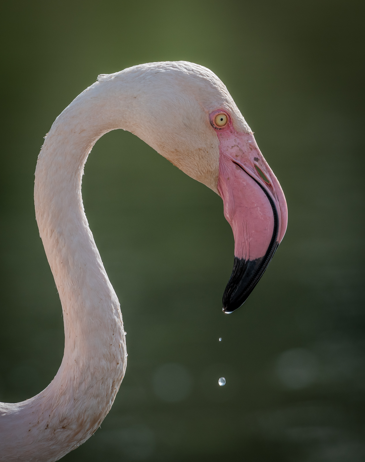 Flamingo curves.jpg
