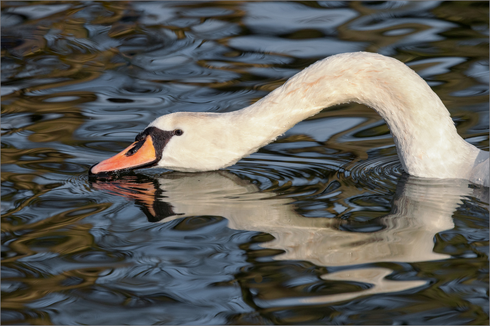 Swan Curve.jpg