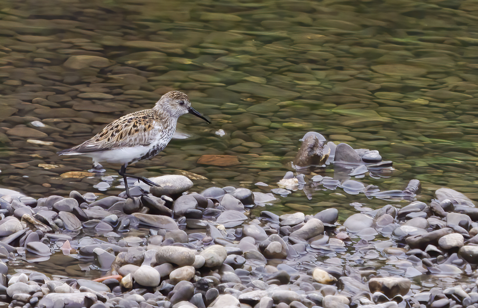 Dunlin on thr river Wye.jpg