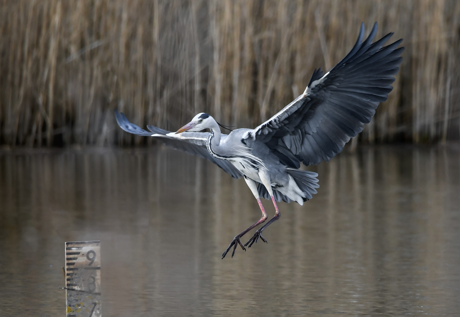 Grey Heron.jpg