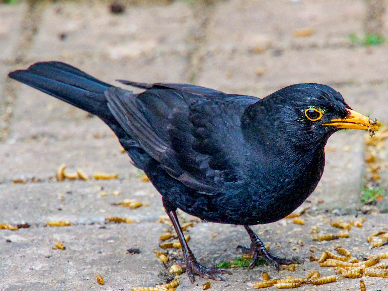 Hungry-Blackbird.jpg