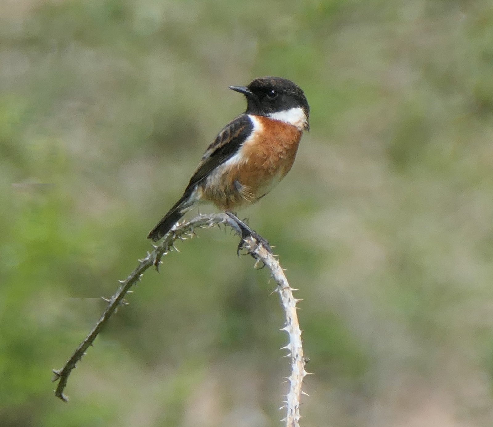 Male Stonechat.jpg