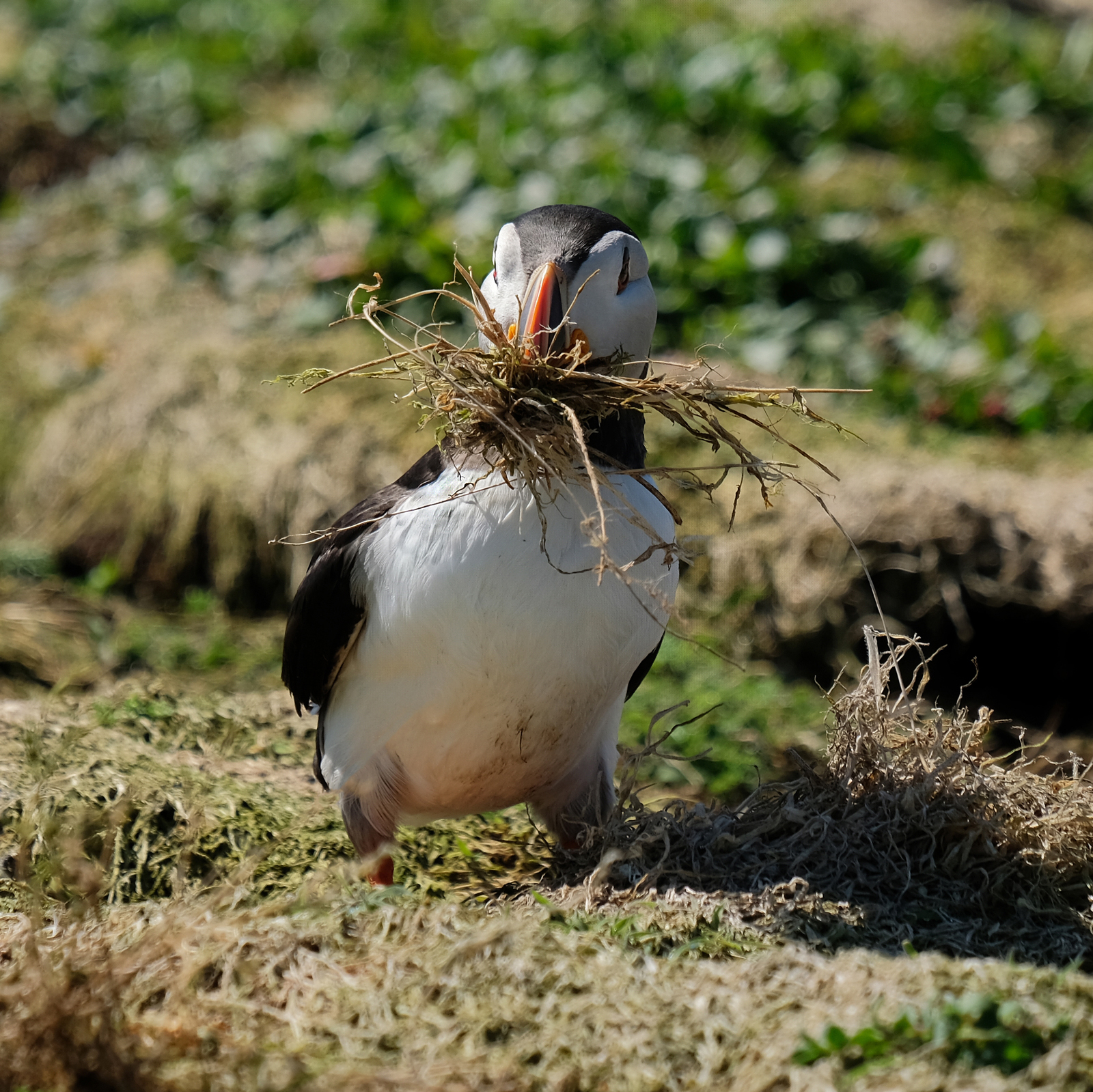 Nest-Building.jpg