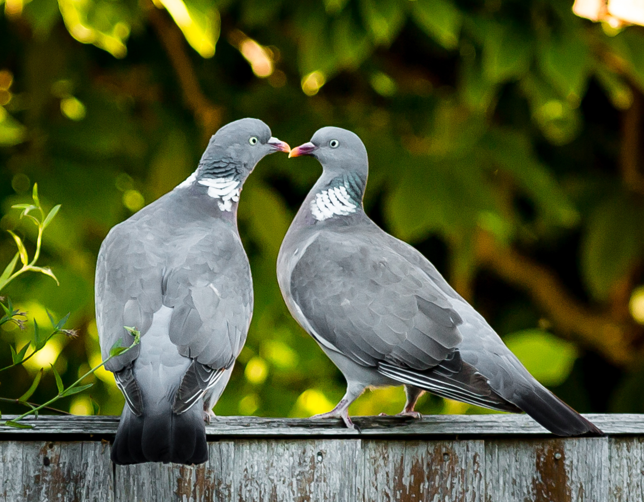 Not quite Maori Greeting_.jpg