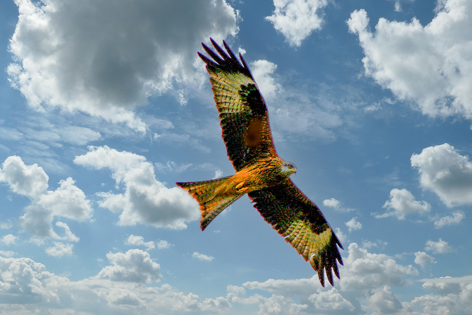 Red-Kite.jpg