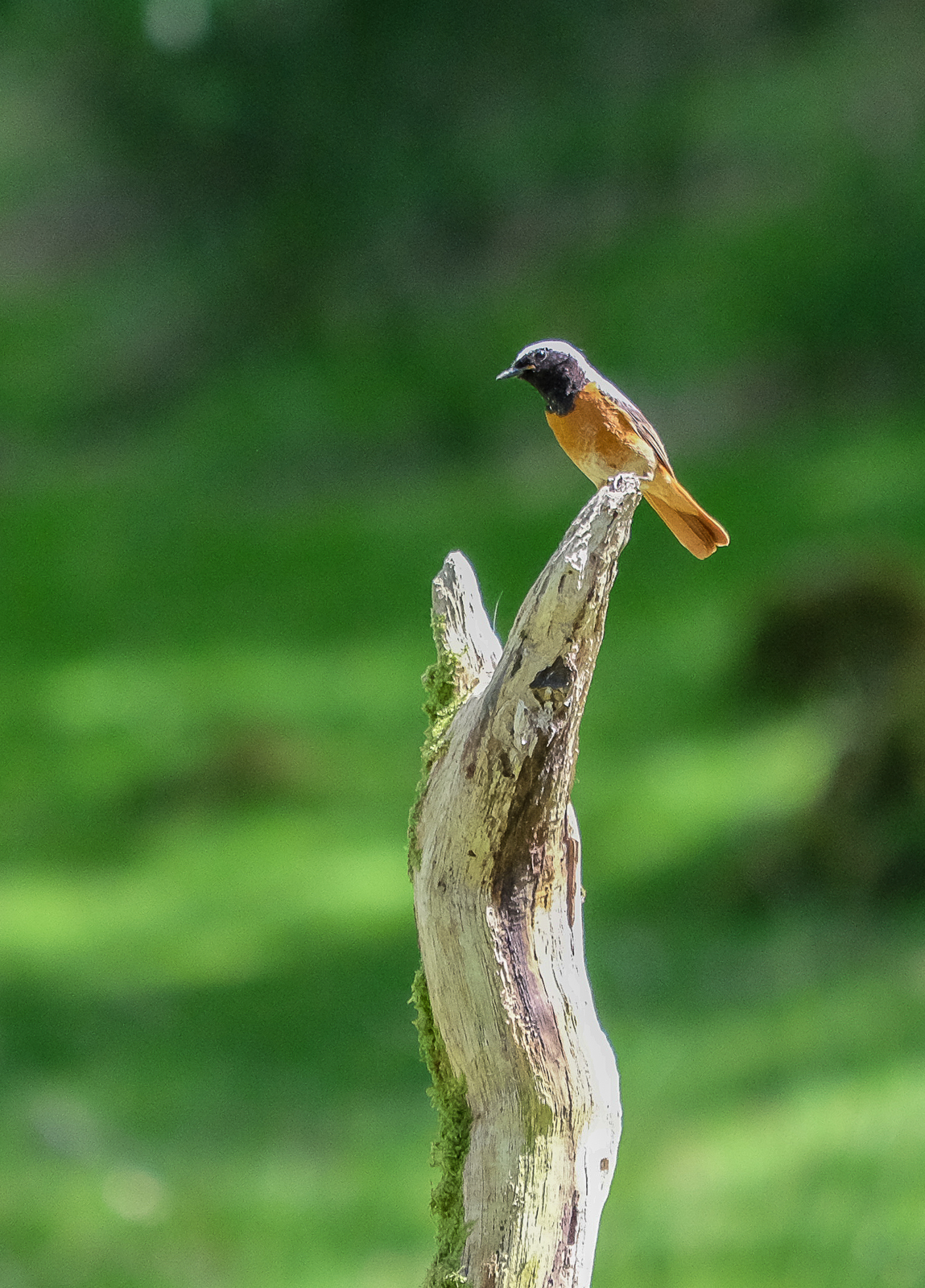 Redstart.jpg