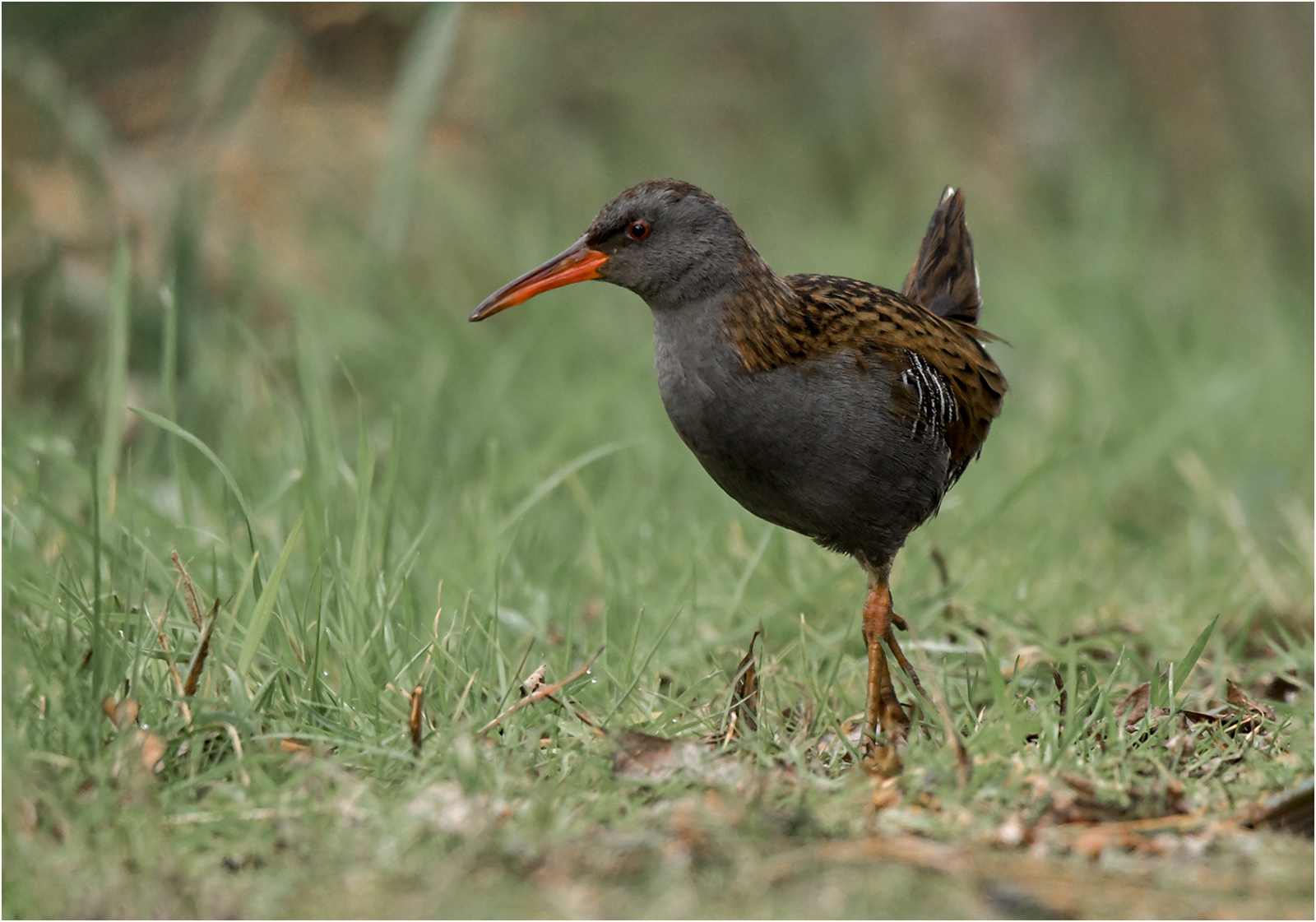 Water rail.jpg