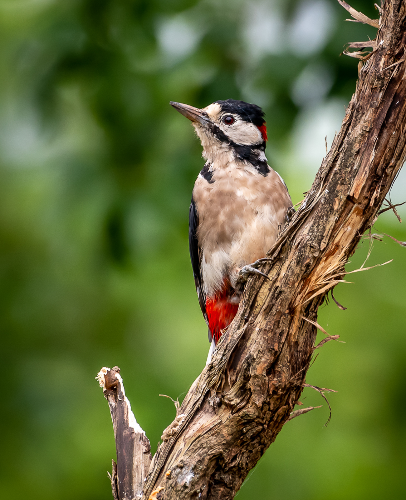 Woodpecker on watch.jpg