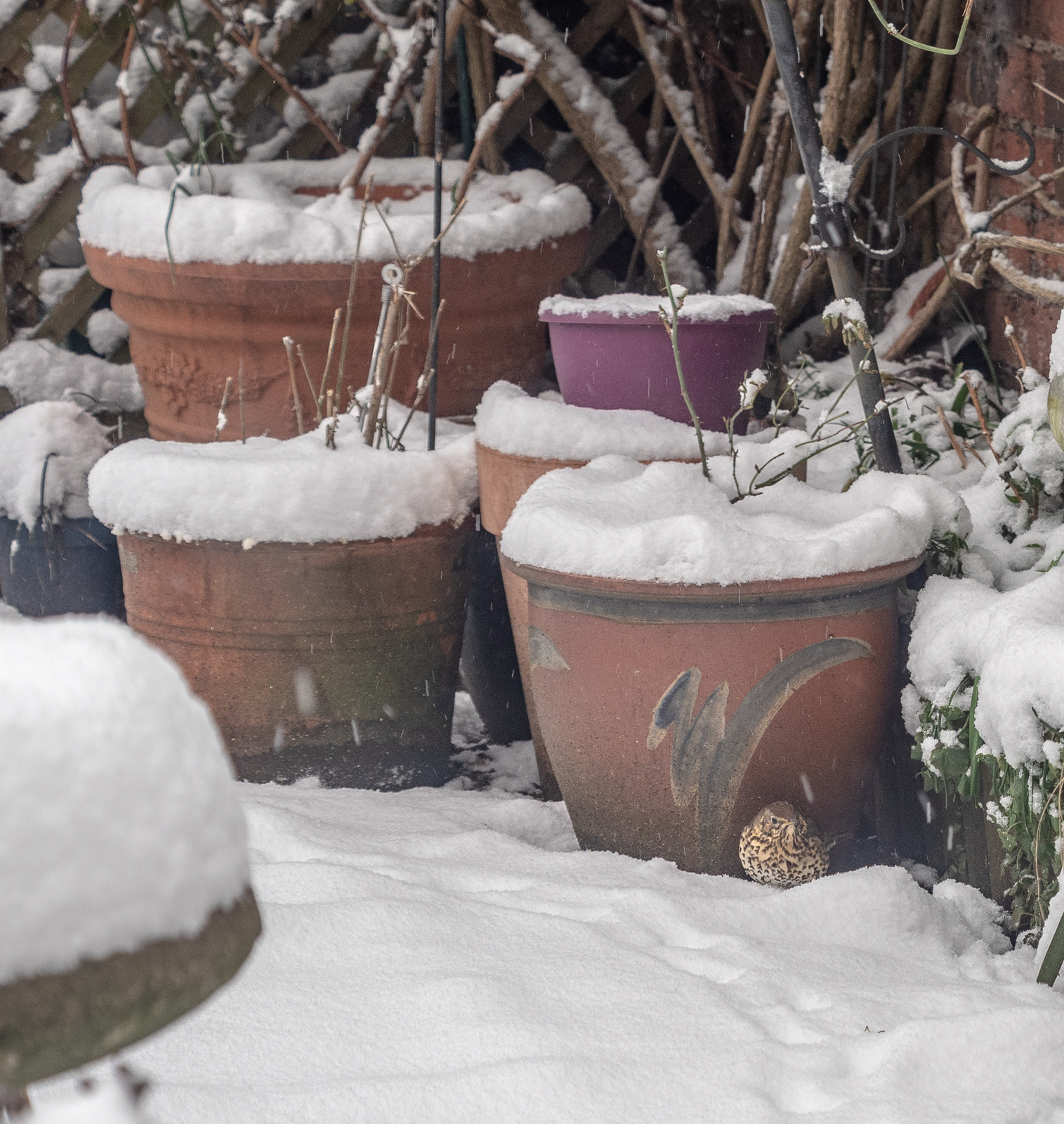 Snowy garden pots-.jpg