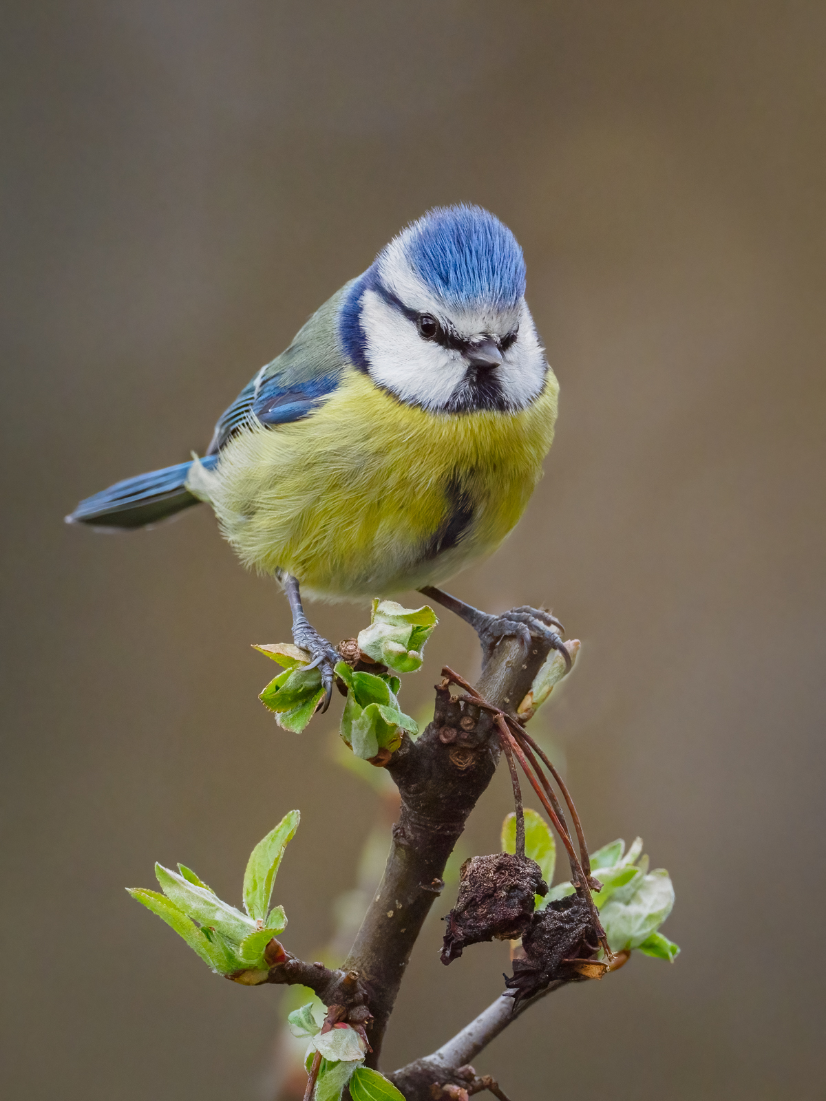 Blue Tit.jpg