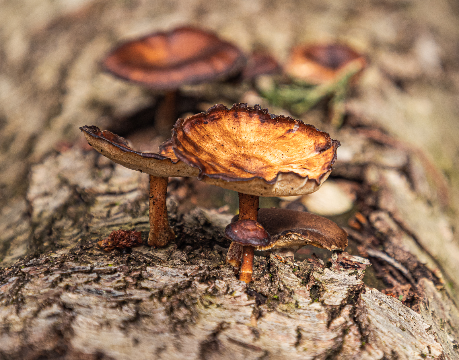 Fungi on a Birch log.jpg