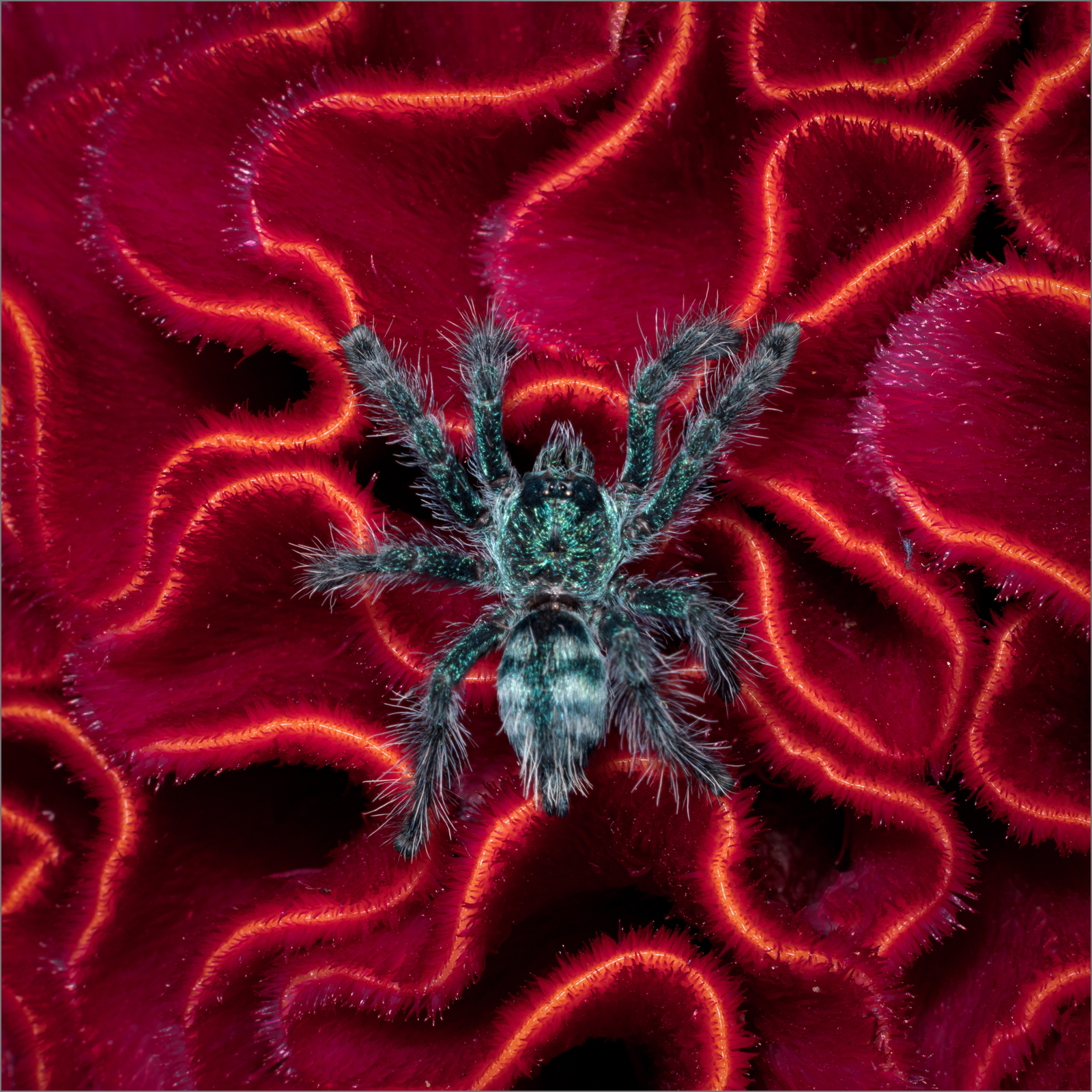 Tarantula on Red.jpg