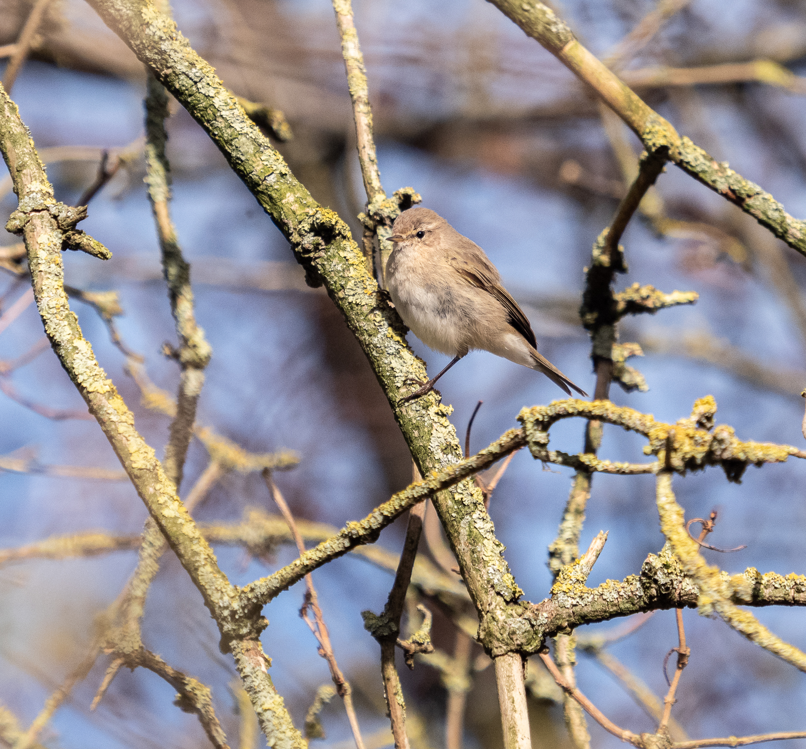 Winter Chiffchaff.jpg