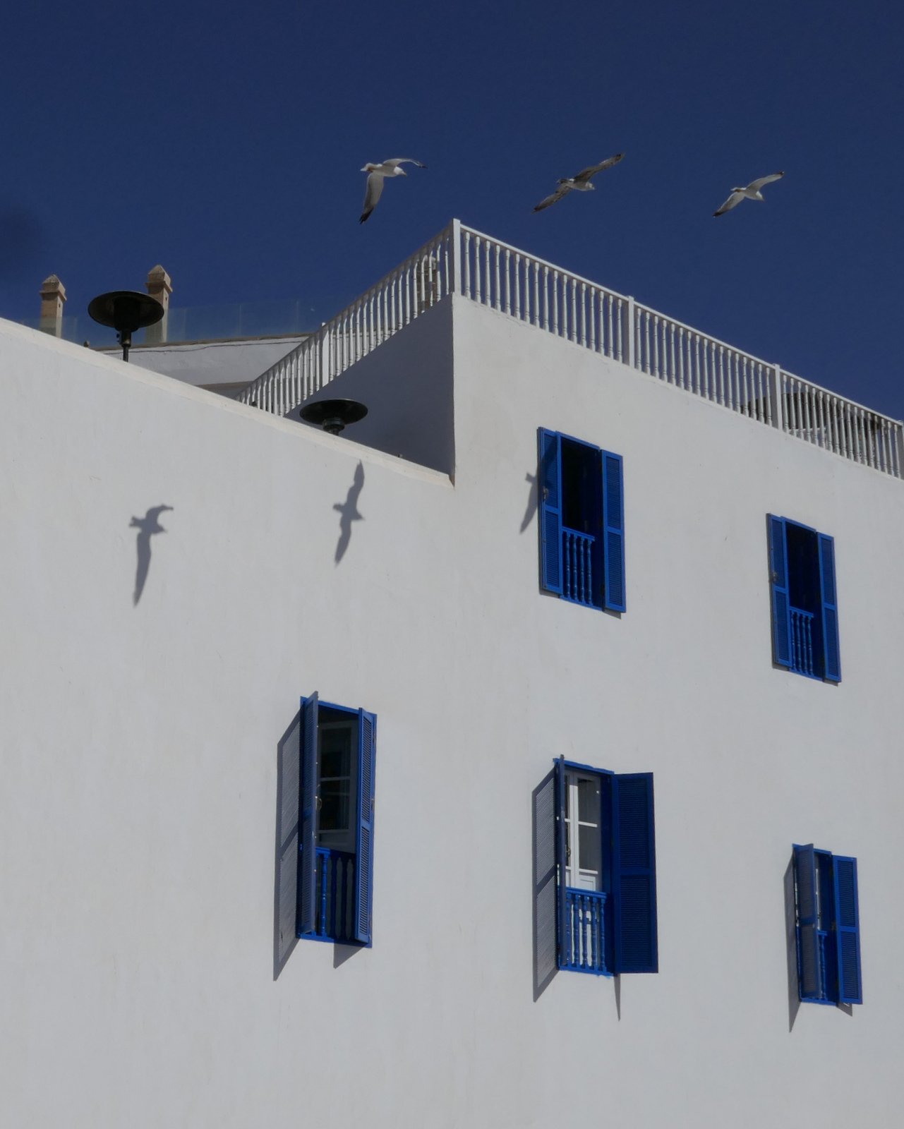 Seagulls and Shutters.jpg