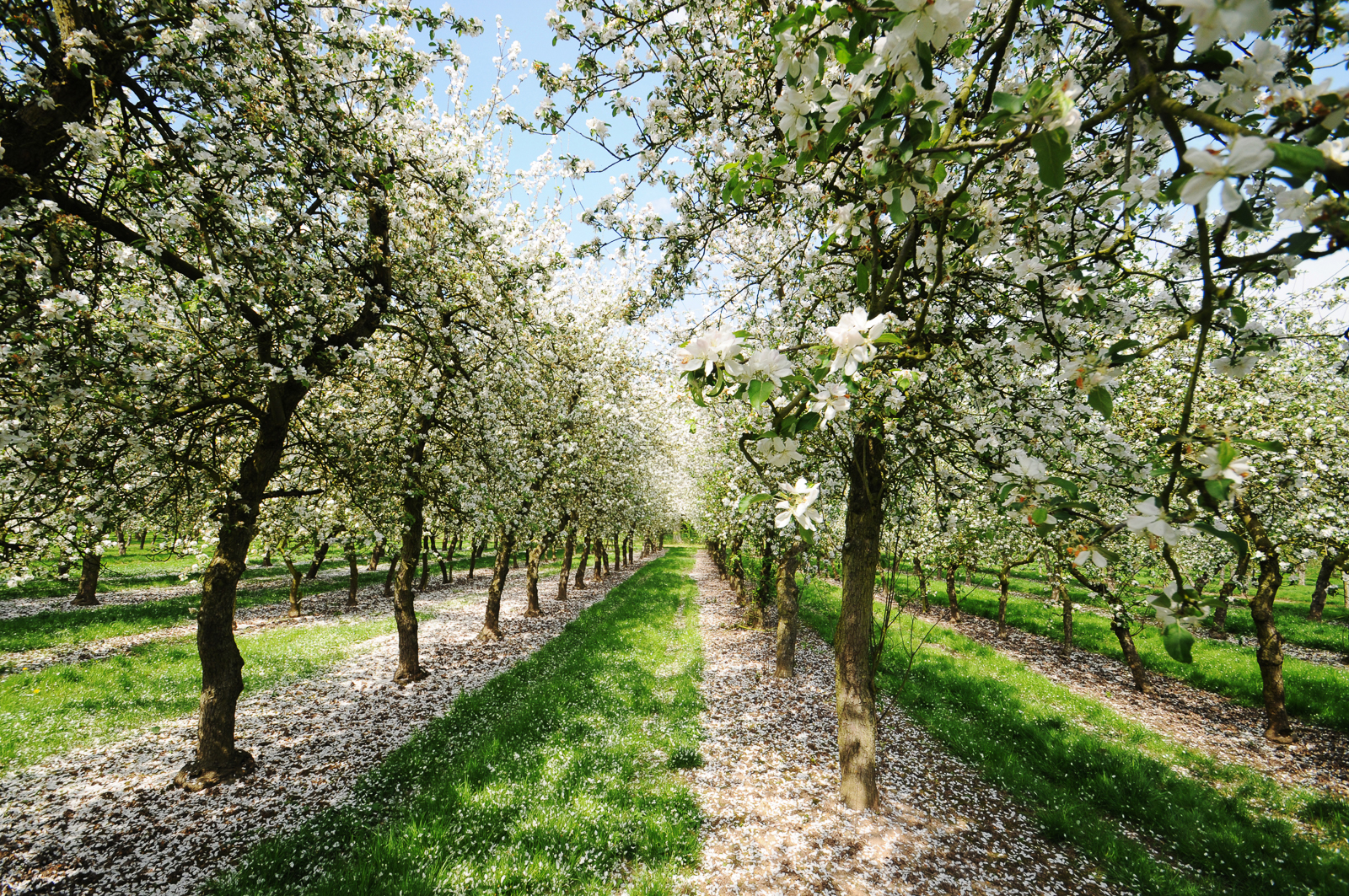 Cider Apple Blossom.jpg