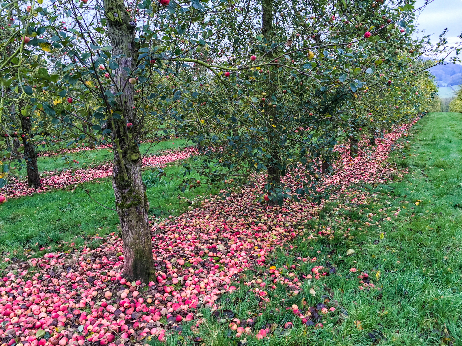 Cider-Orchard.jpg