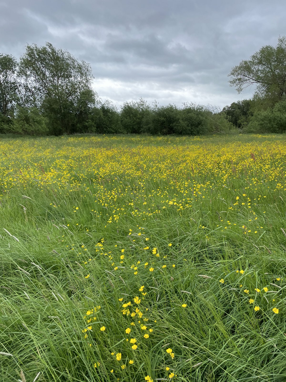 Lugg Meadow_ In all its Glory.3.jpg