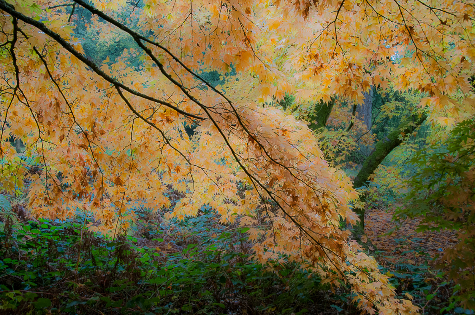 Autumn  Colours.jpg