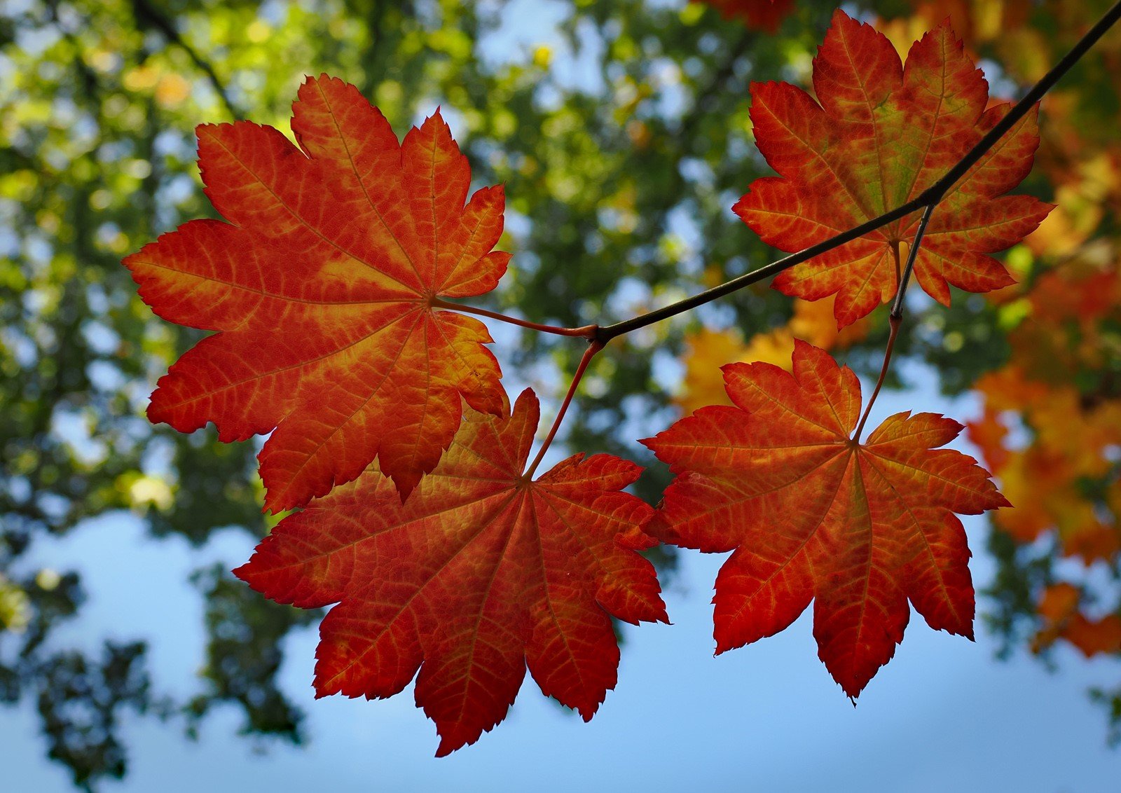 Autumn Colours.jpg