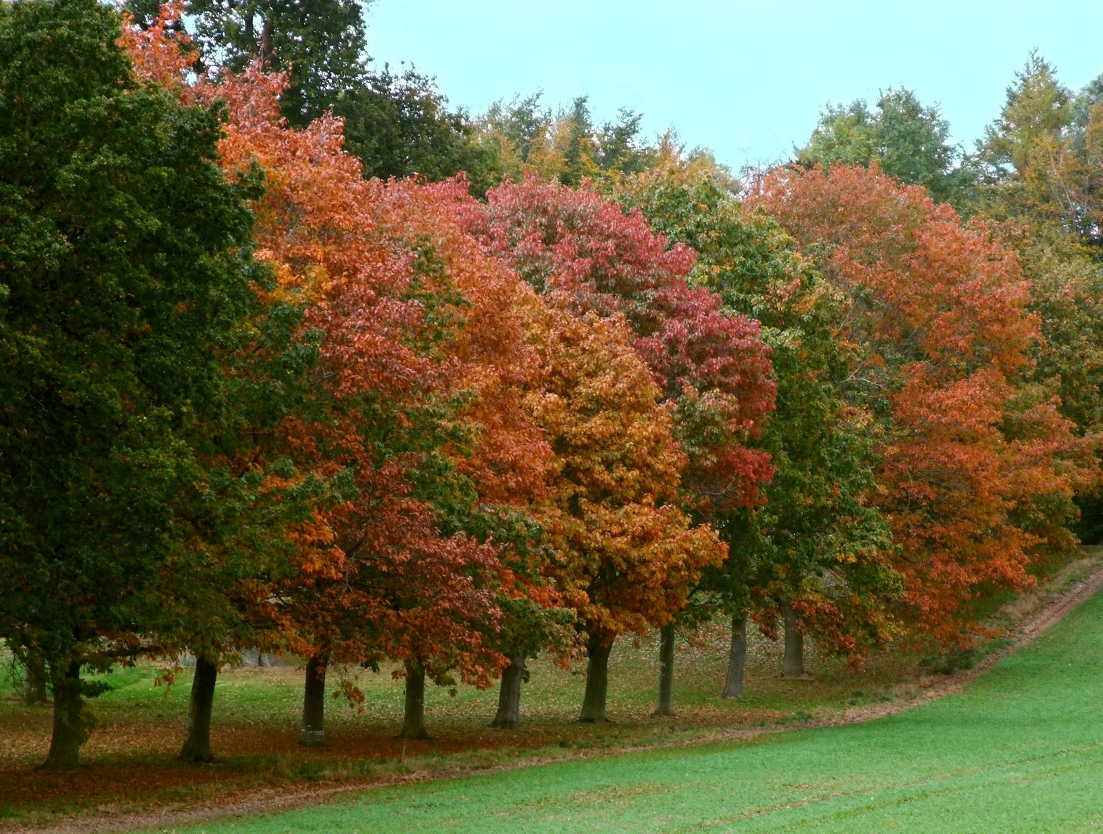 Autumn Glory.jpg