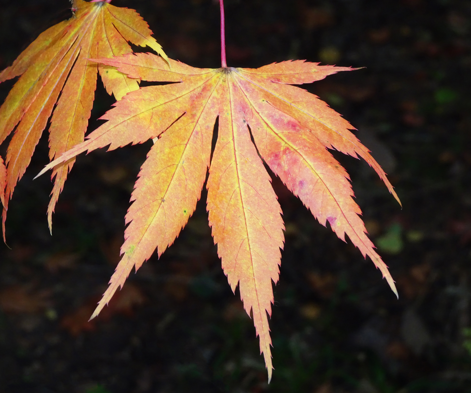 Autumn-Tints.jpg
