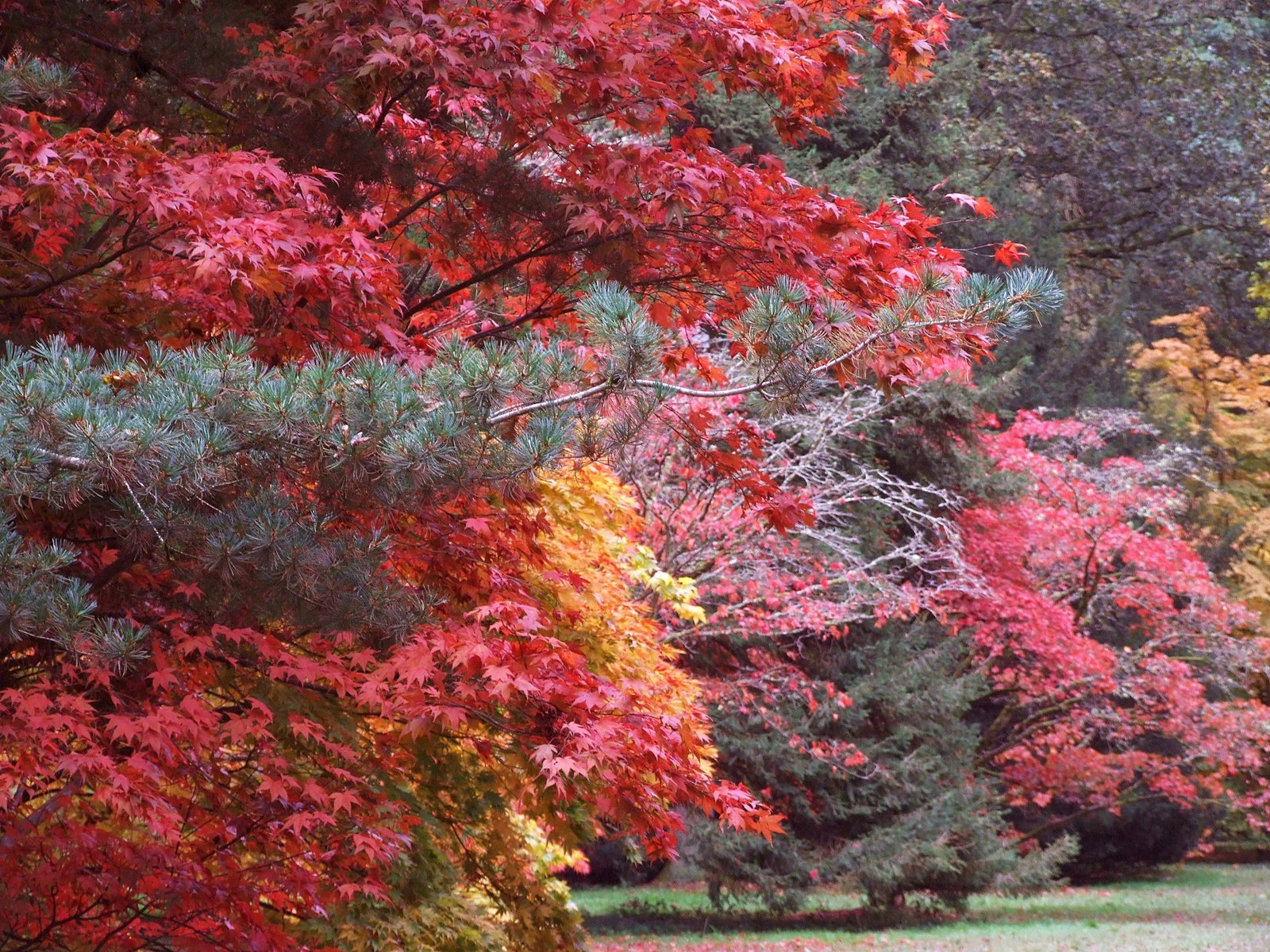 Colourful Autumn.jpg