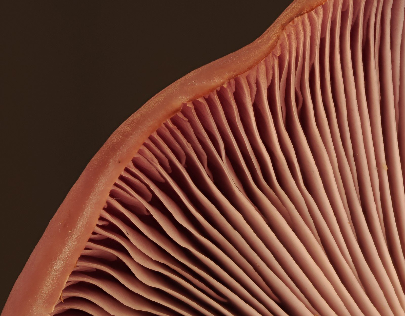 Fungi Gills.jpg