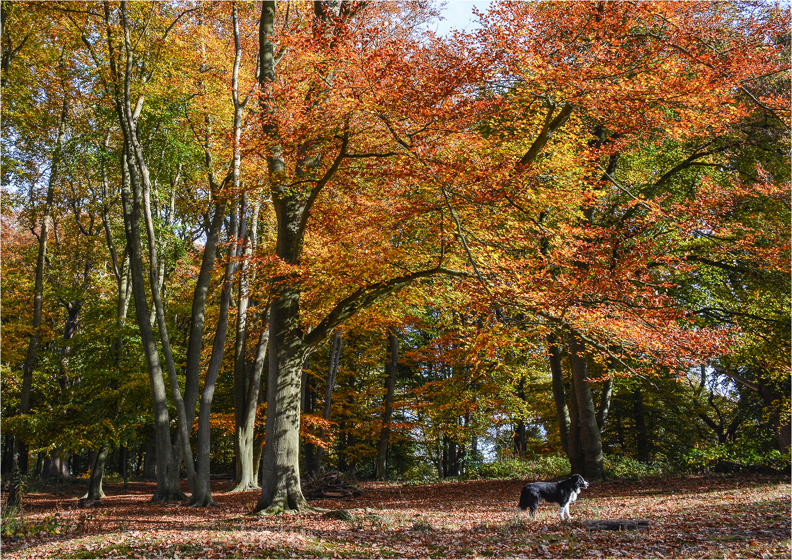 Golden Beeches.jpg