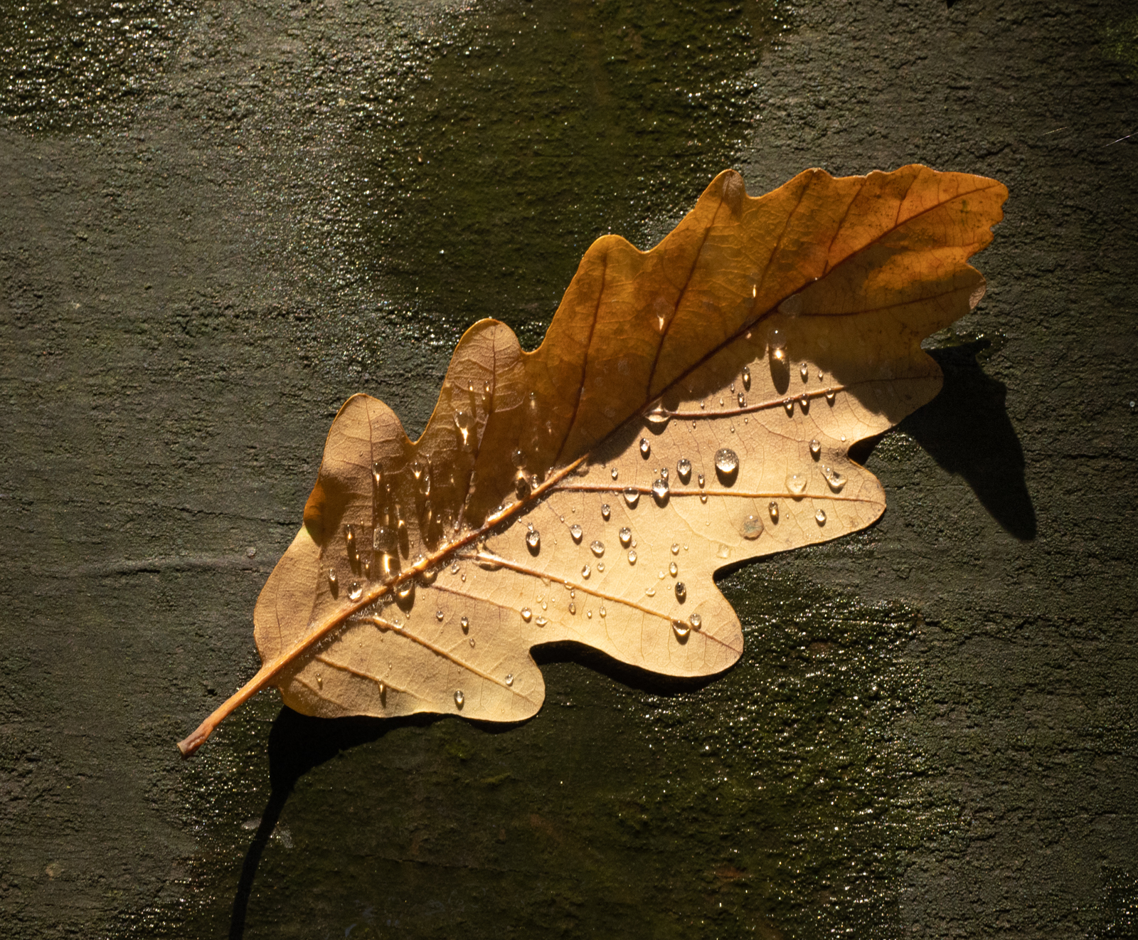 Oak Leaf .jpg