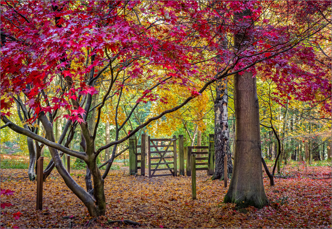 Queenswood Autumn Garden.jpeg