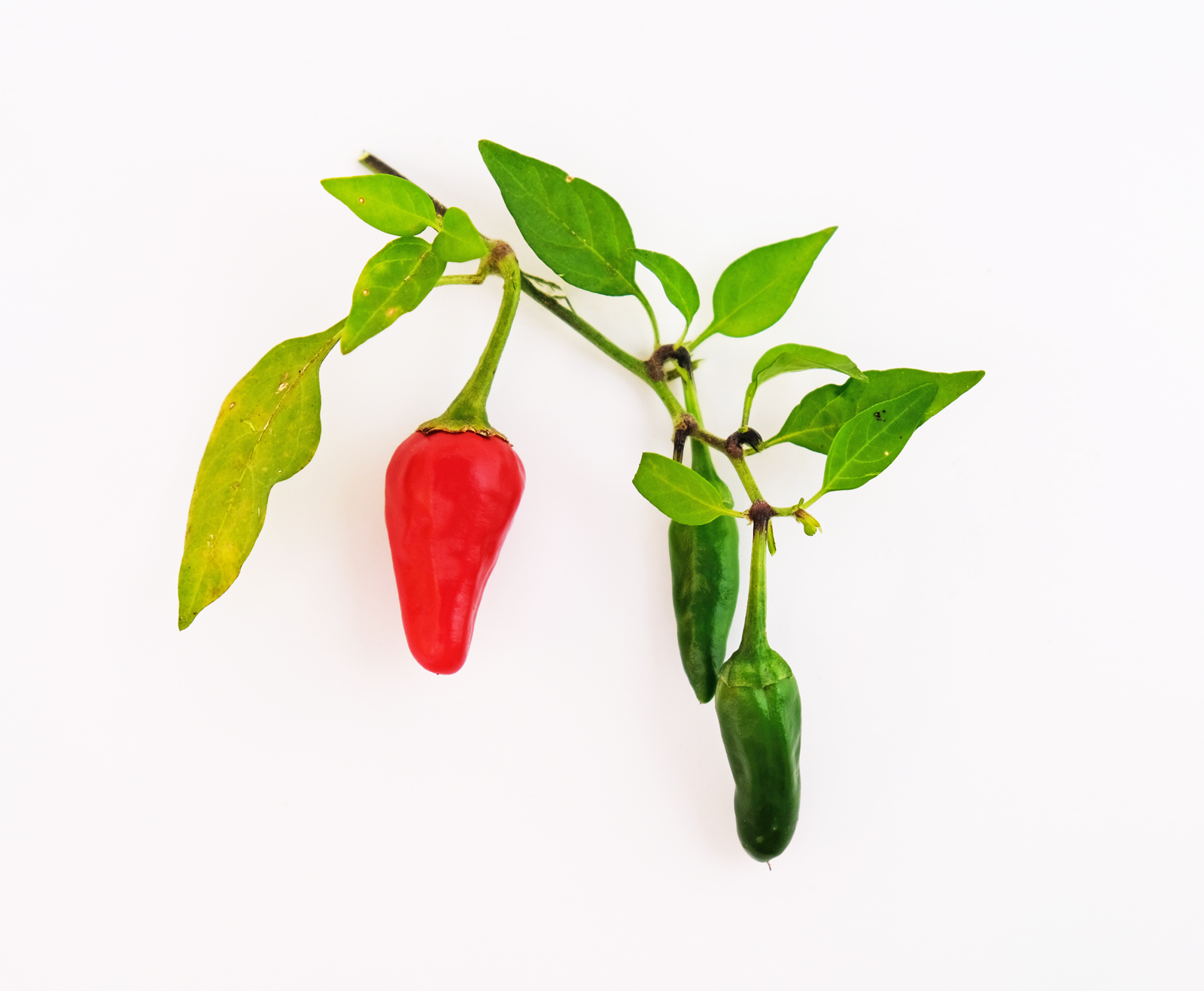 Chillies.jpg